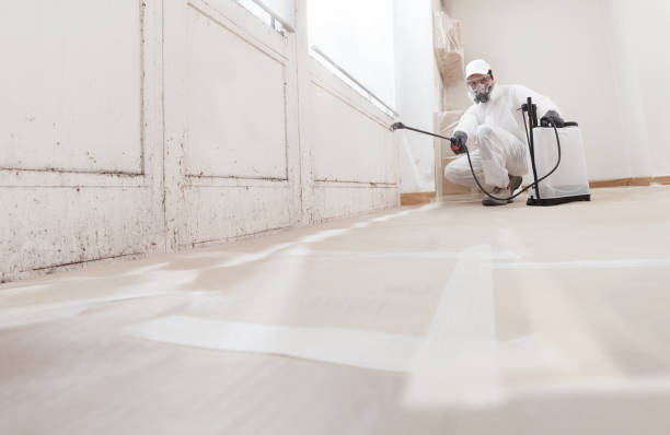 24/7 Emergency Basement Mold Remediation experts in Belmar, NJ