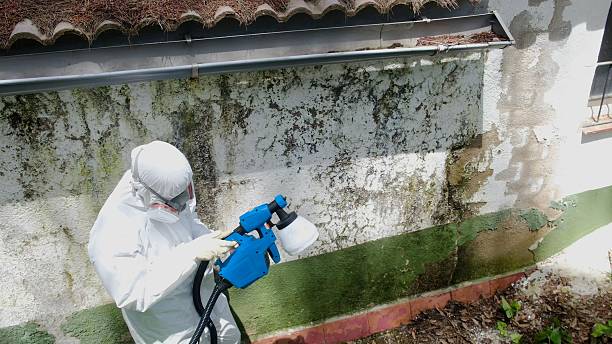 Trusted Attic Mold Removal service in Belmar, NJ - Cheap Mold Removal